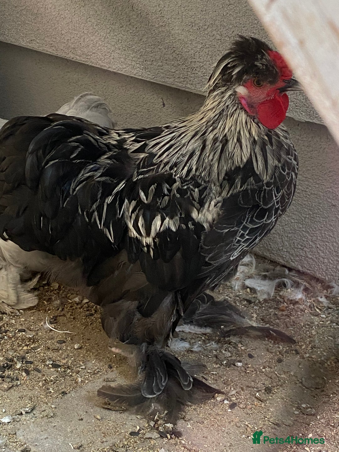 Chickens poultry for sale: Various growers and roos inc sultan, silkie cross  - Image 2