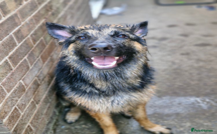 German Shepherd dogs - Advert 16