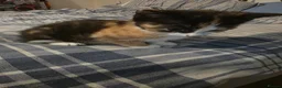 Mixed Breed cats for sale: Beautiful tortoise shell kitten - Advert 3