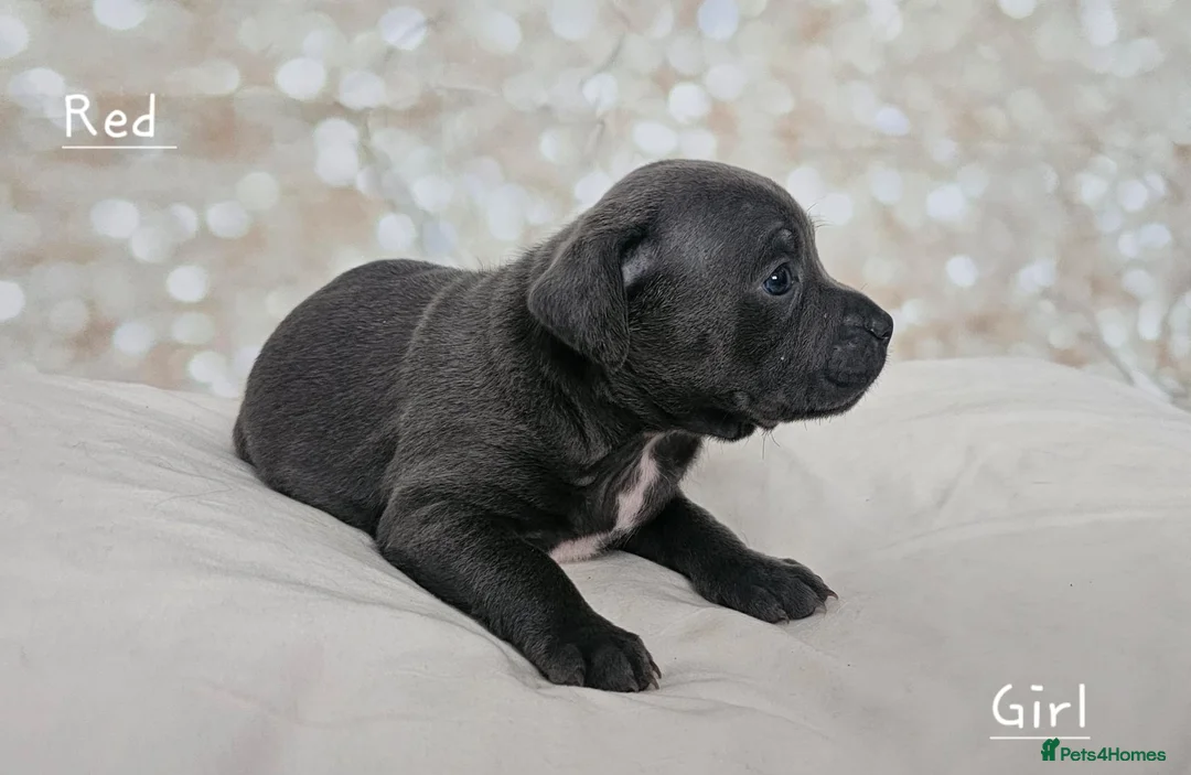 Staffordshire Bull Terrier dogs for stud: Stud  in Godalming - Advert 14