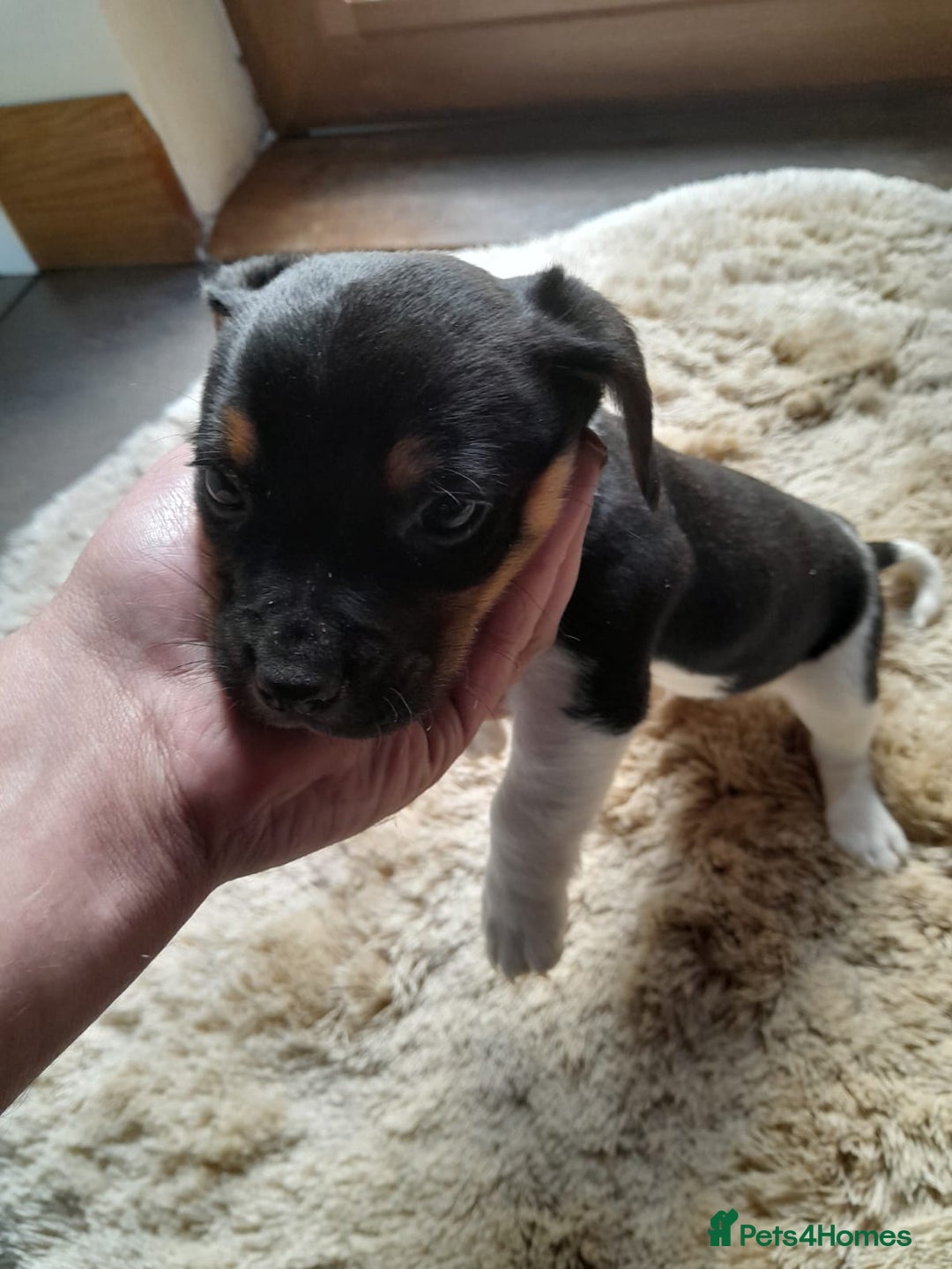 Jack Russell dogs for sale: Jack russel puppy  - Advert 5