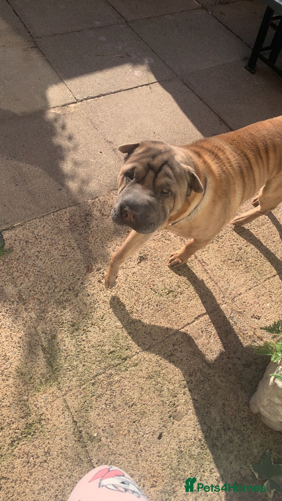 Shar Pei dogs for sale: Shar pei dog for sale (will except offers to £150) - Image 7