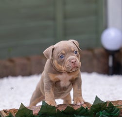 American Bully Puppy 9