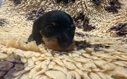 Miniature Dachshund dogs for sale: 5⭐️ licensed Miniature Wirehaired Dachshund  - Image 6