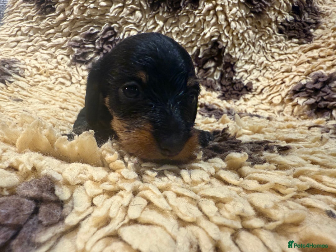 Miniature Dachshund dogs for sale: 5⭐️ licensed Miniature Wirehaired Dachshund  - Image 6