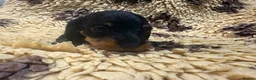 Miniature Dachshund dogs for sale: 5⭐️ licensed Miniature Wirehaired Dachshund  - Advert 6