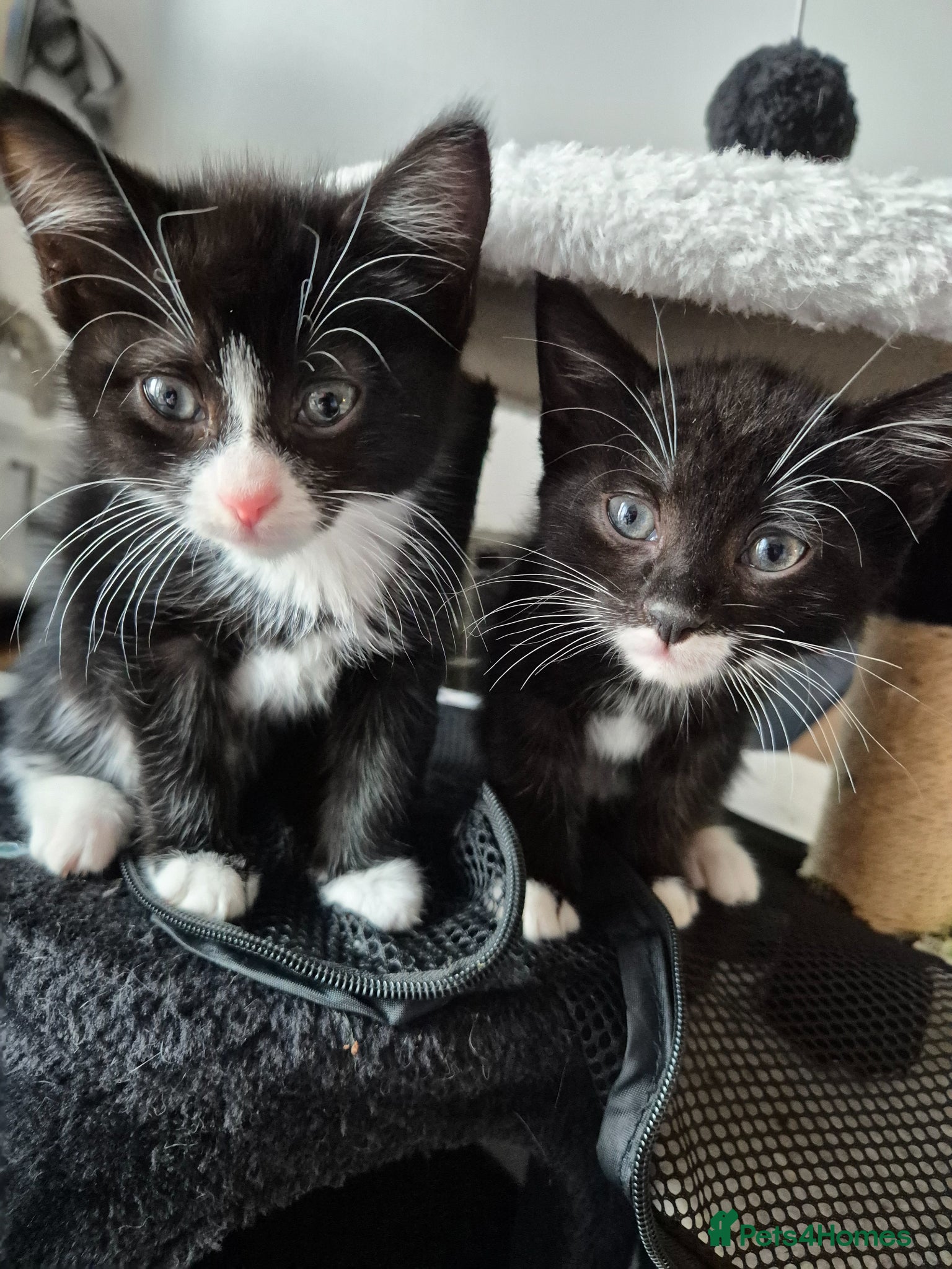 Mixed Breed cats for sale: Two handreared kittens - Advert 1