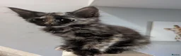 Mixed Breed cats for sale: Beautiful mixed breed kittens - Advert 13