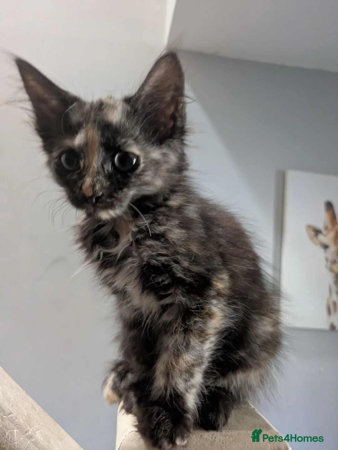 Mixed Breed cats for sale: Beautiful mixed breed kittens - Advert 13