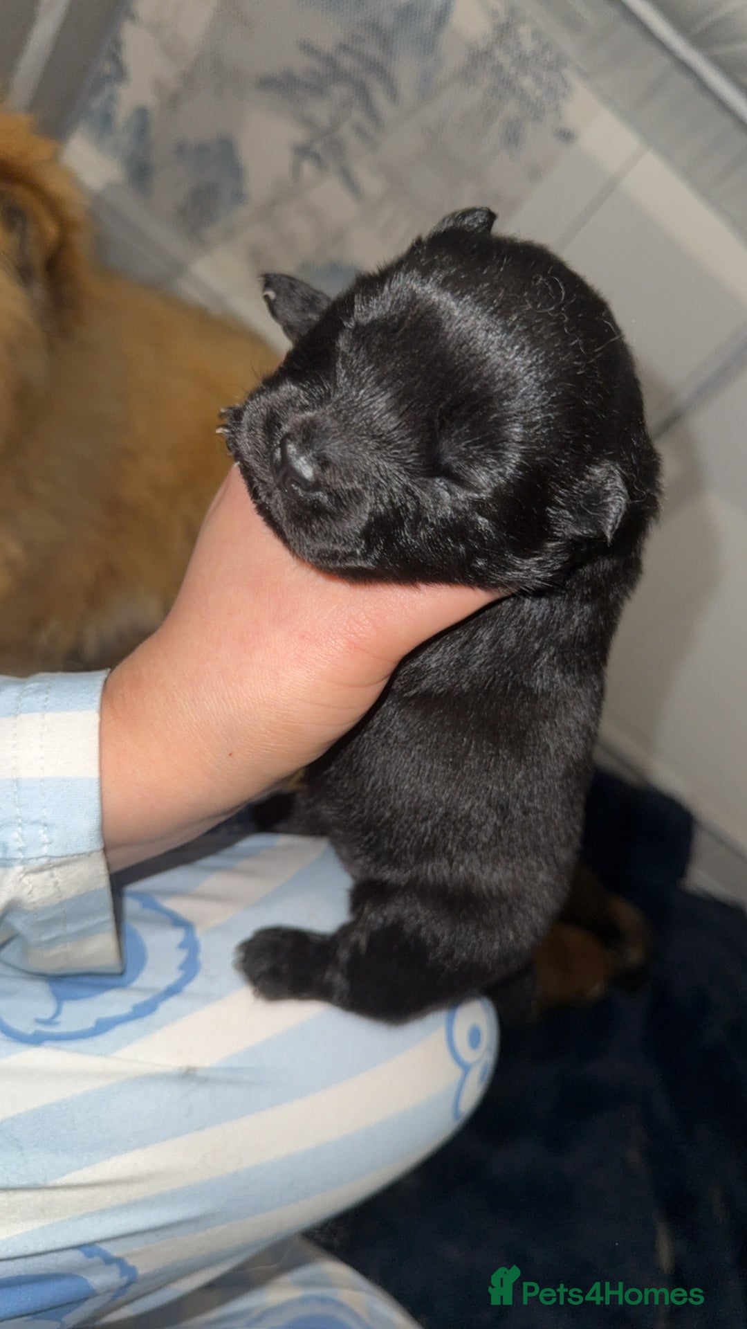 Chow Chow dogs for sale: Chow chow puppies  - Advert 32