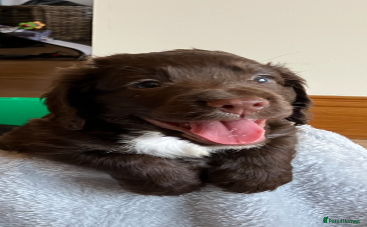 Cocker Spaniel dogs - Advert 4