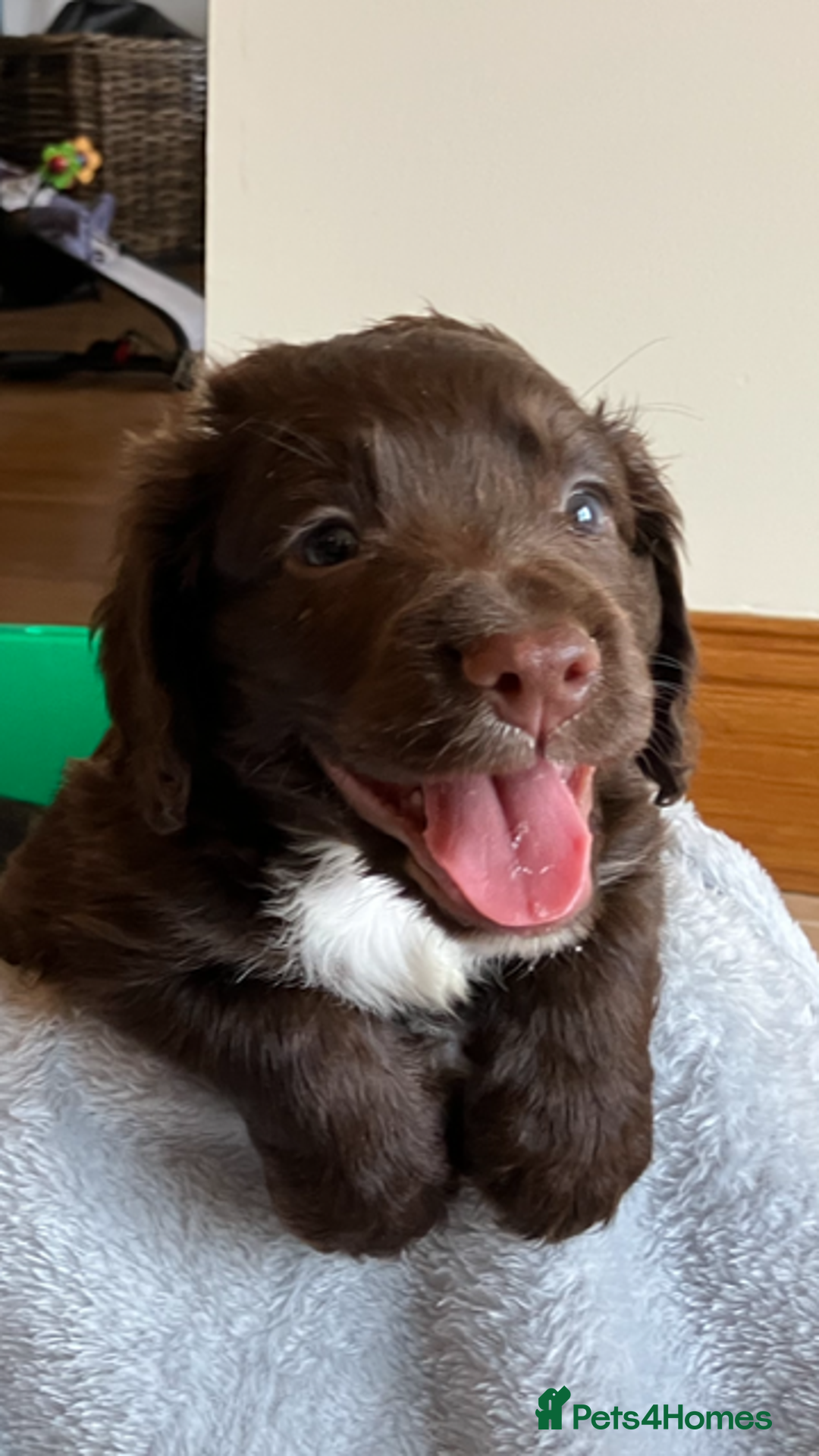 Cocker Spaniel dogs for sale: Outstanding Cocker Spaniel  - Image 2