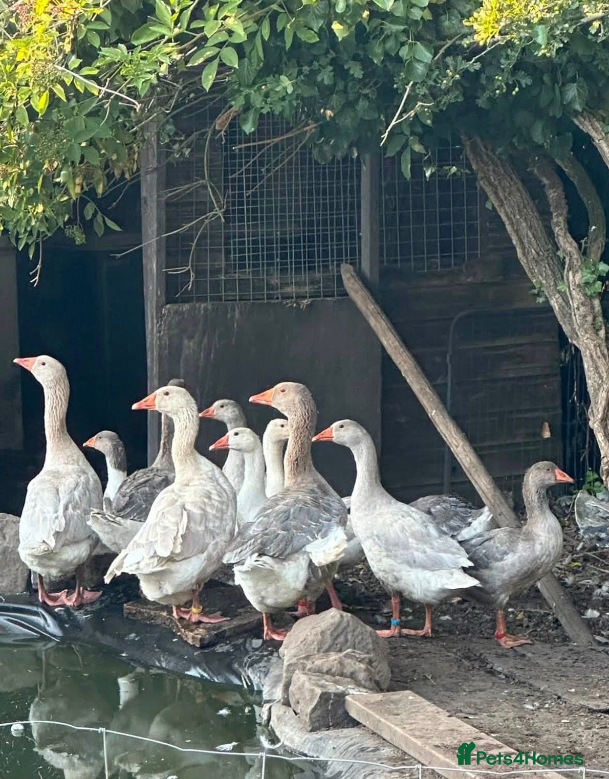 Geese poultry Franconian geese - PRICE PER BIRD!! - Advert 2