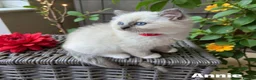 Ragdoll cats for sale: Stunning fluffy blue-point ragdoll female kittens  - Advert 14