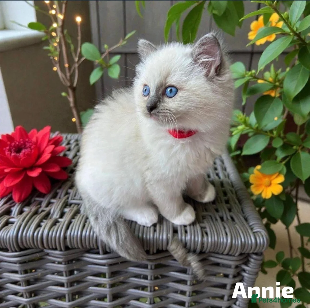Ragdoll cats for sale: Stunning fluffy blue-point ragdoll female kittens  - Advert 14