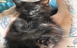 Mixed Breed cats for sale: Four Gorgeous Kittens Looking For Their Hoomans - Image 15