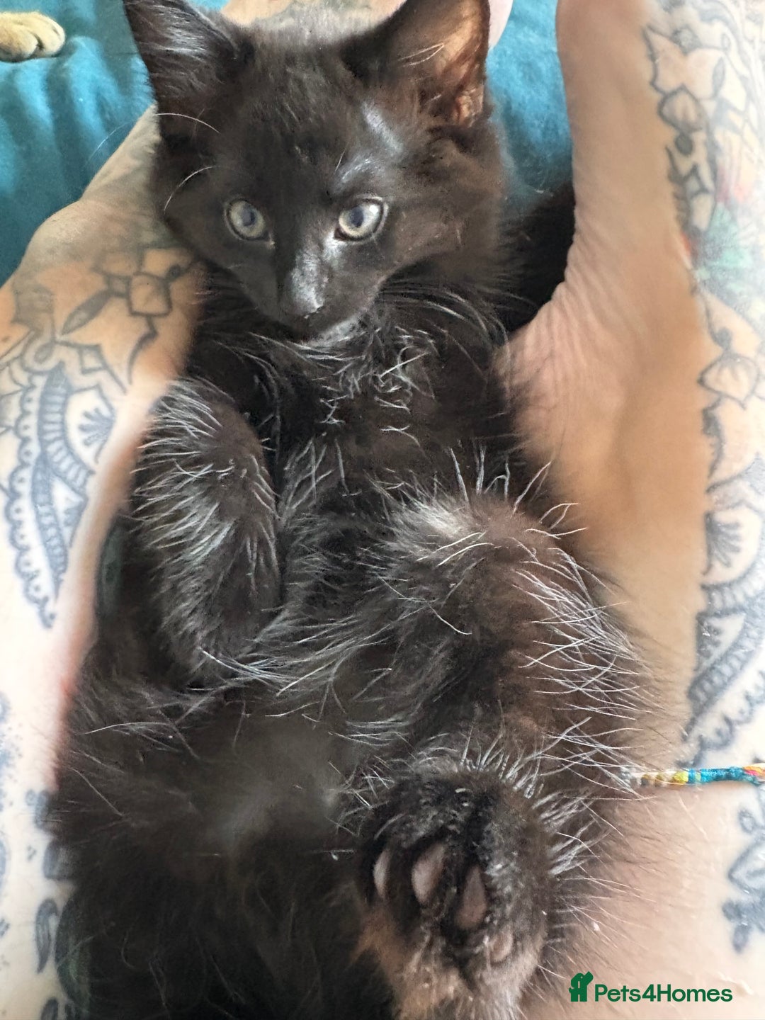 Mixed Breed cats for sale: Four Gorgeous Kittens Looking For Their Hoomans - Image 15