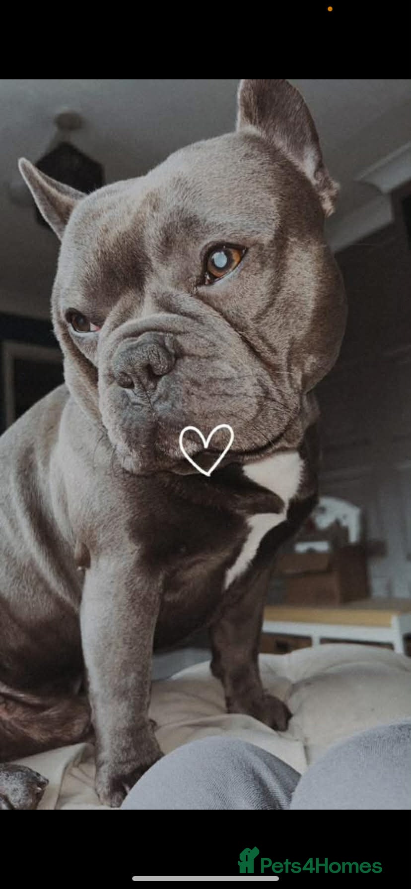 French Bulldog dogs Frenchie for sale - Advert 7