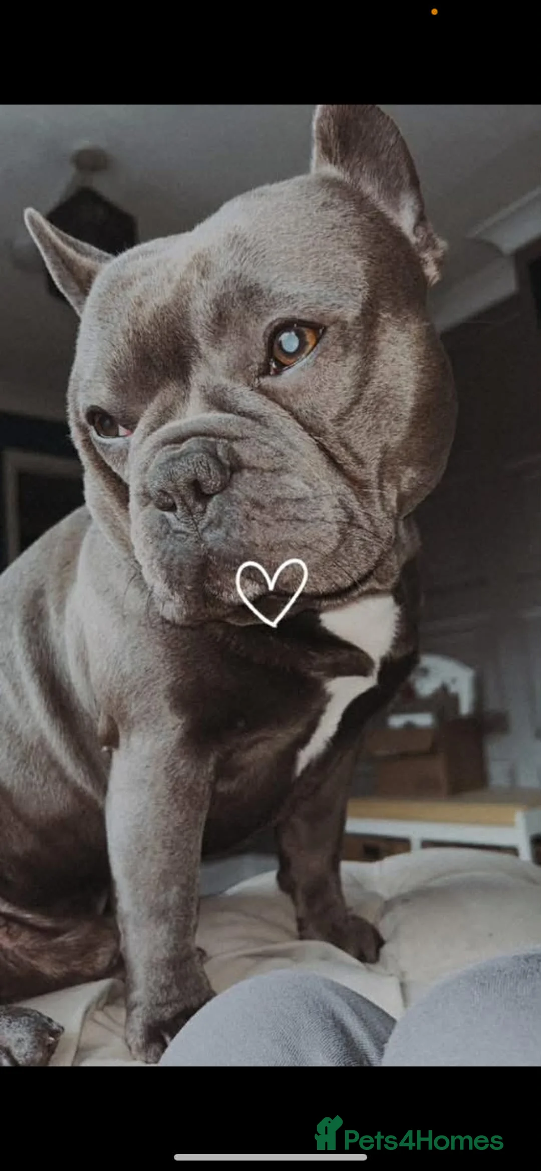 French Bulldog dogs for sale: Frenchie for sale - Advert 1