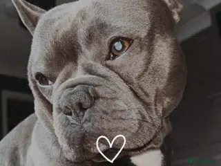 French Bulldog dogs Frenchie for sale - Advert 3