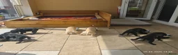 Labrador Retriever dogs for sale: Exceptional Home Raised Labrador Puppies in Nottingham - Advert 32