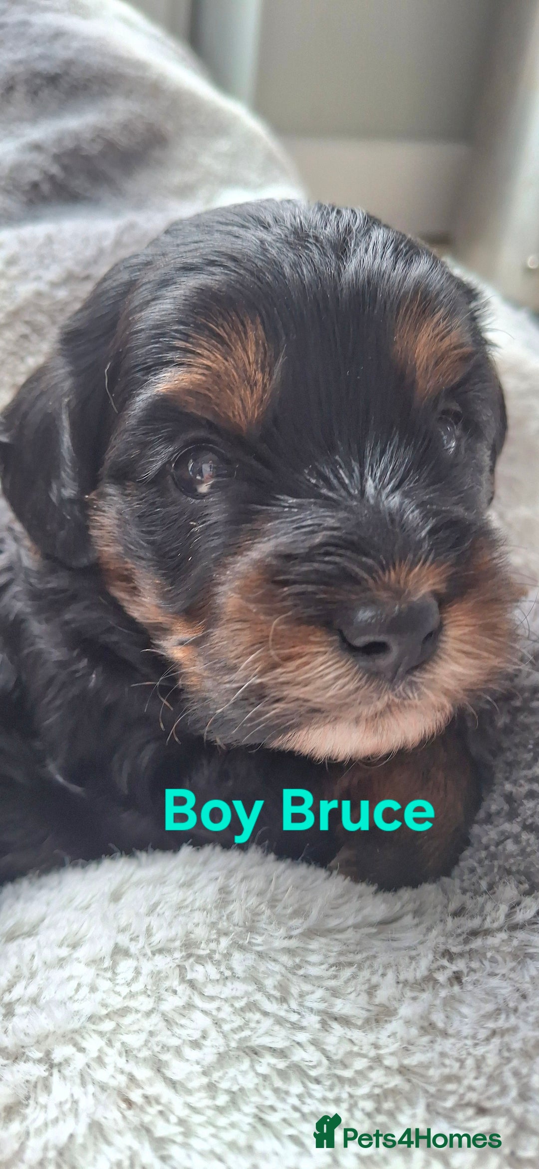 Cavapoo dogs for sale: Toy Cavapoo puppies - Image 4
