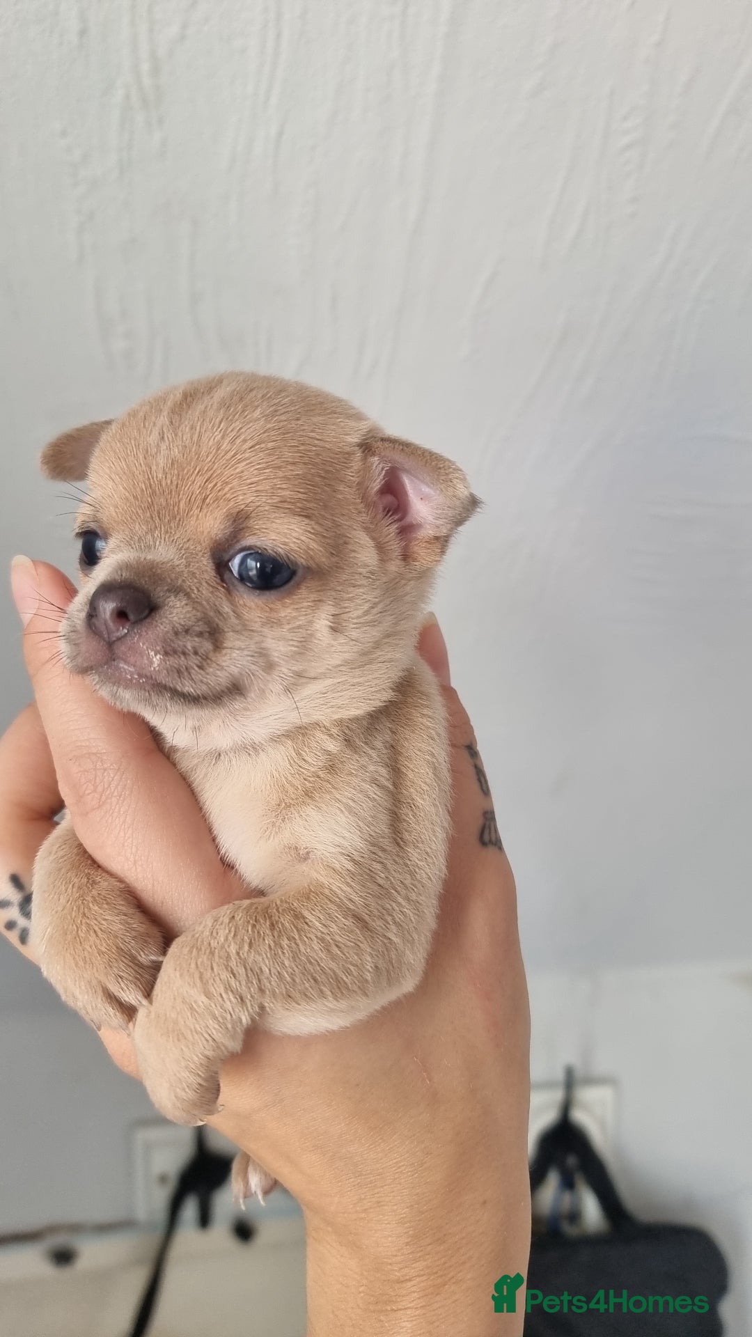Chihuahua dogs for sale: Beautiful Tiny Chihuahua puppies - Image 14