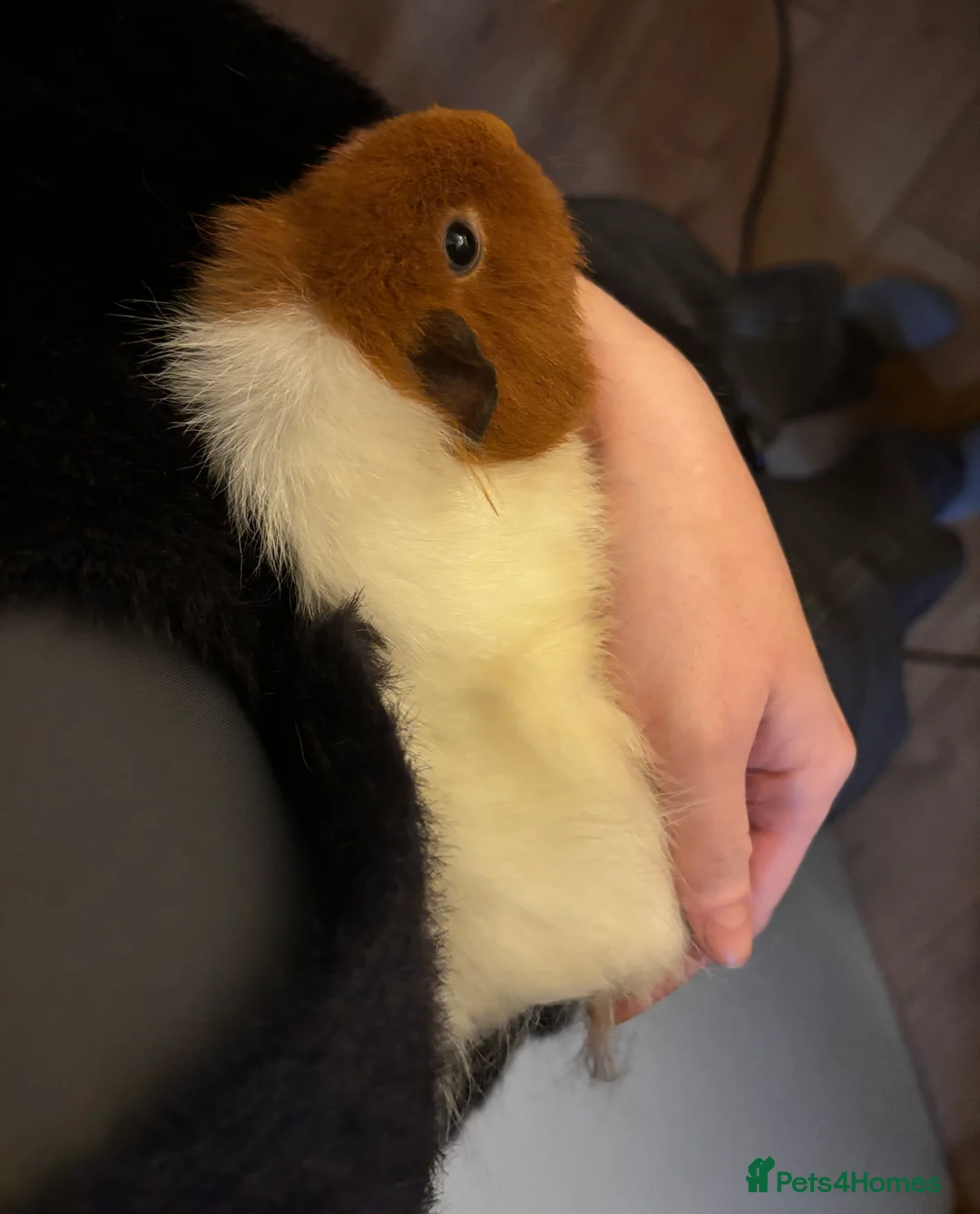 Guinea Pig rodents for sale: Female Guinea Pig  - Advert 2