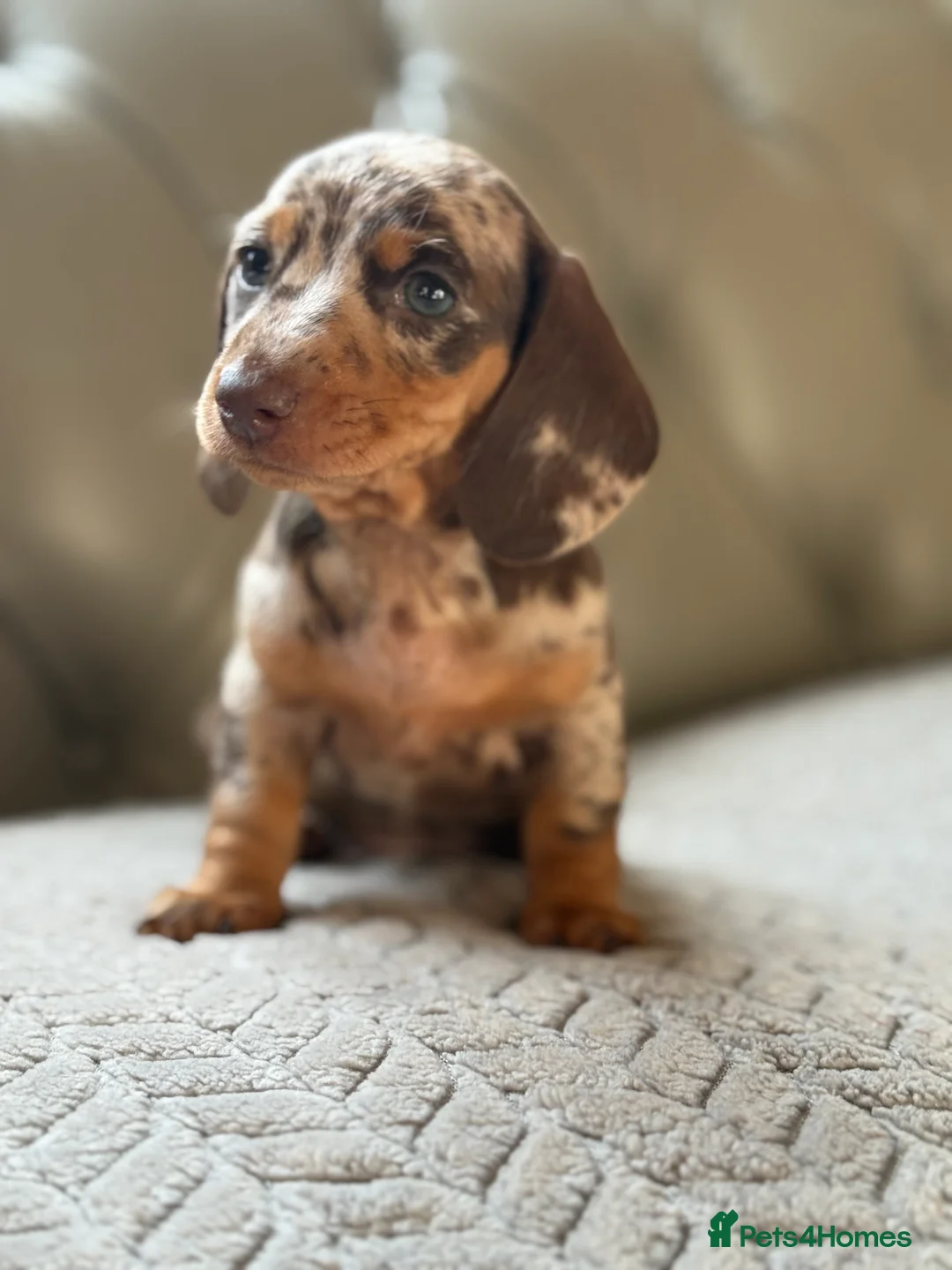 Miniature Dachshund dogs for sale: 🎀 SHOW QUALITY KC REGISTERED MALES AND FEMALES 🎀 - Advert 6