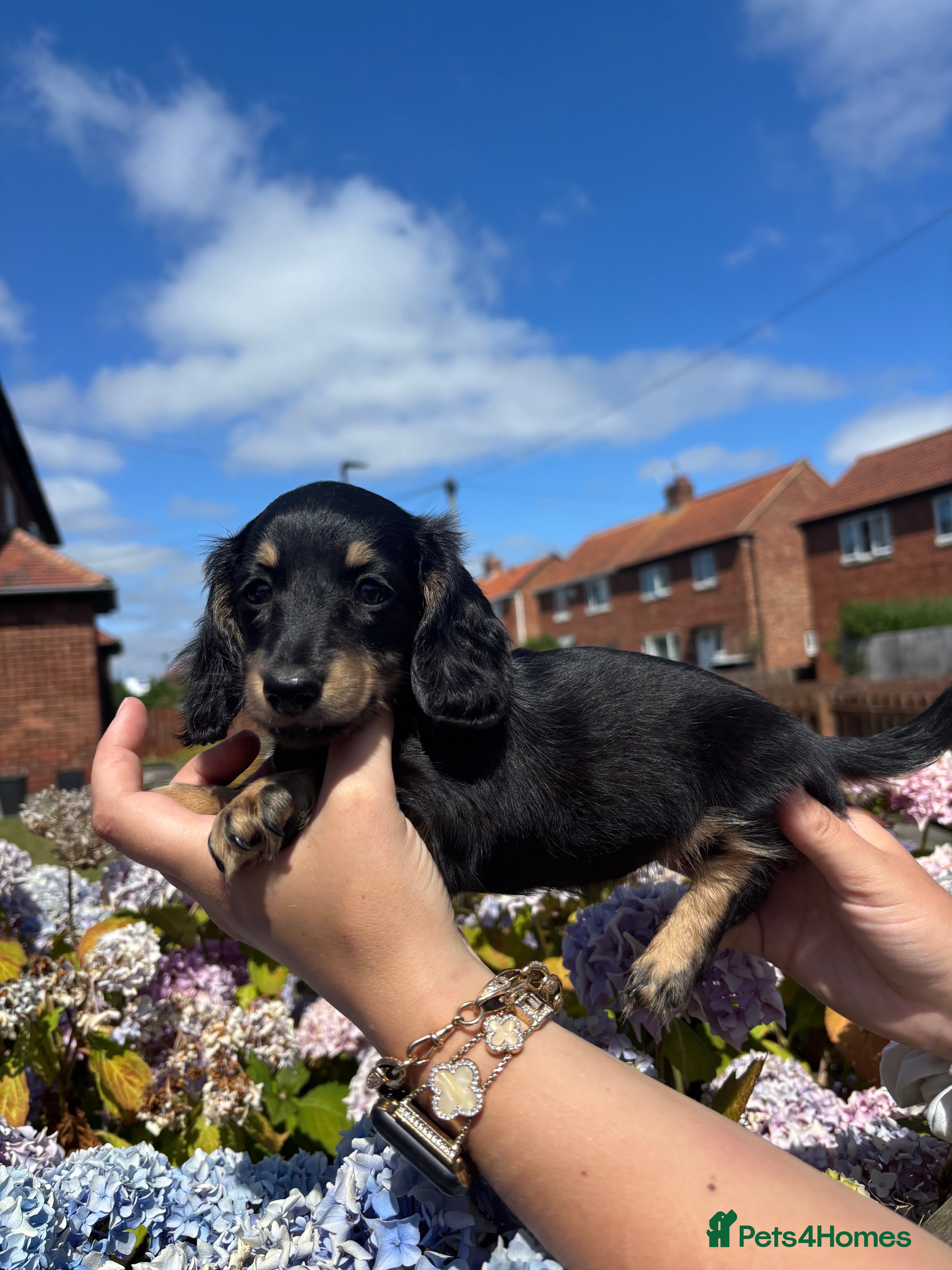 Miniature Dachshund dogs 🐾KC registered long-haired miniature dachshund 🐾 - Advert 16
