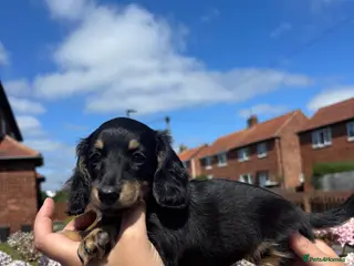 Miniature Dachshund dogs 🐾KC registered long-haired miniature dachshund 🐾 - Advert 16