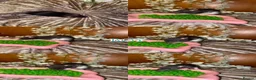 Rat rodents for sale: Beautiful babies ratties 🥰🥰🥰 in Chelmsford - Advert 3