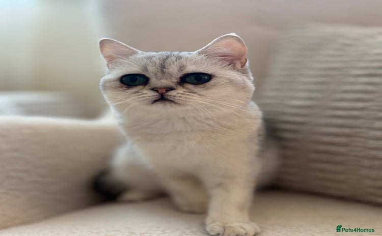 British Shorthair cats - Advert 1
