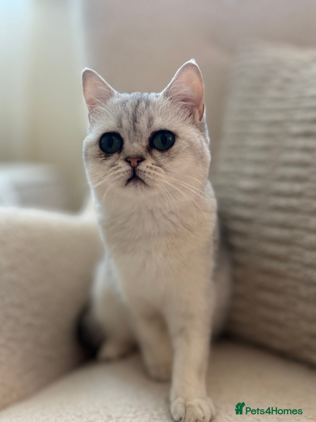 British Shorthair cats for sale: British shorthair chinchilla girl - Image 1