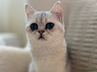 British Shorthair cats - Advert 6