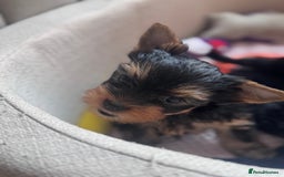 Yorkshire Terrier dogs for sale: Last girl ready🥰 Pedigree Yorkshire Terrier Puppy - Image 25