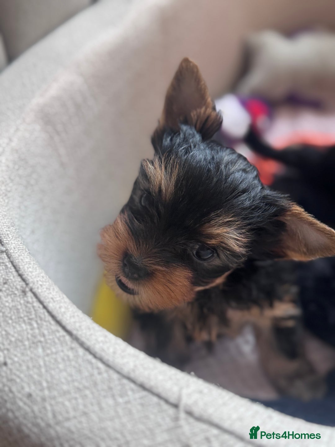 Yorkshire Terrier dogs for sale: Last girl ready🥰 Pedigree Yorkshire Terrier Puppy - Image 25