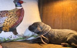 Weimaraner dogs for sale: 🐾Adorable KC Registered Weimaraner Puppies🐾 - Image 6