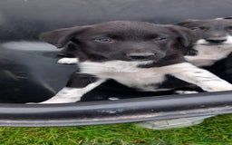 Border Collie dogs for sale: 7 adorable puppies available NOW - Image 3