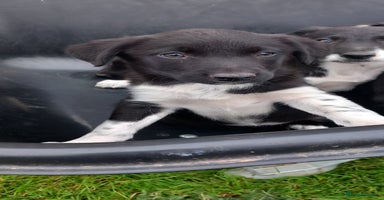 Border Collie dogs - Advert 3