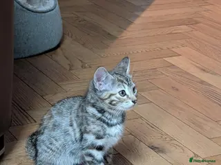 Toyger cats 🐱 Beautiful 4-Month-Old Kittens for Sale 🐾 - Advert 4