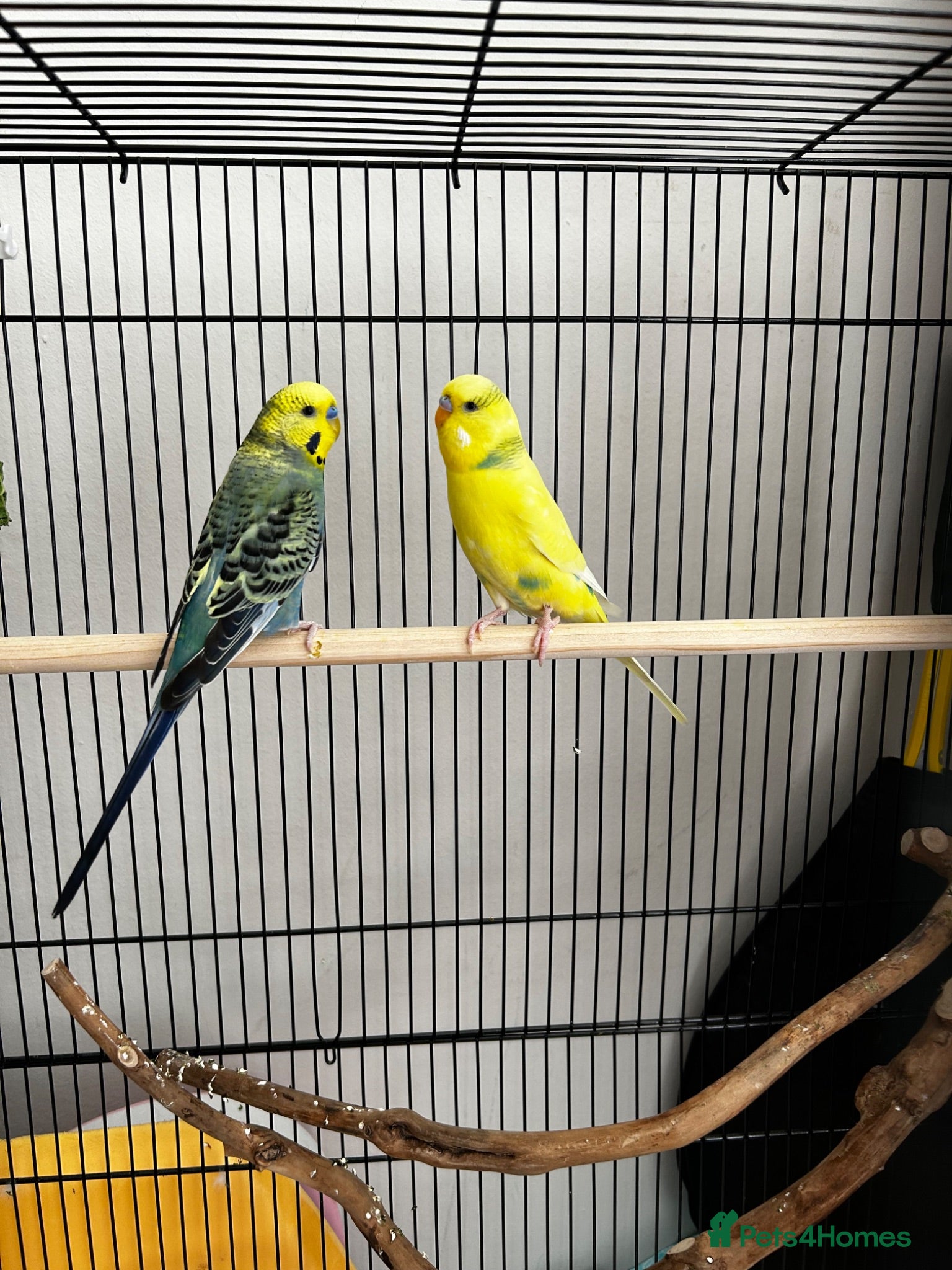 Budgerigars birds Two male budgies - Advert 1