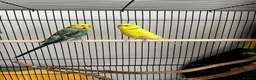 Budgerigars birds for sale: Two male budgies with complete set up and cage. - Advert 1