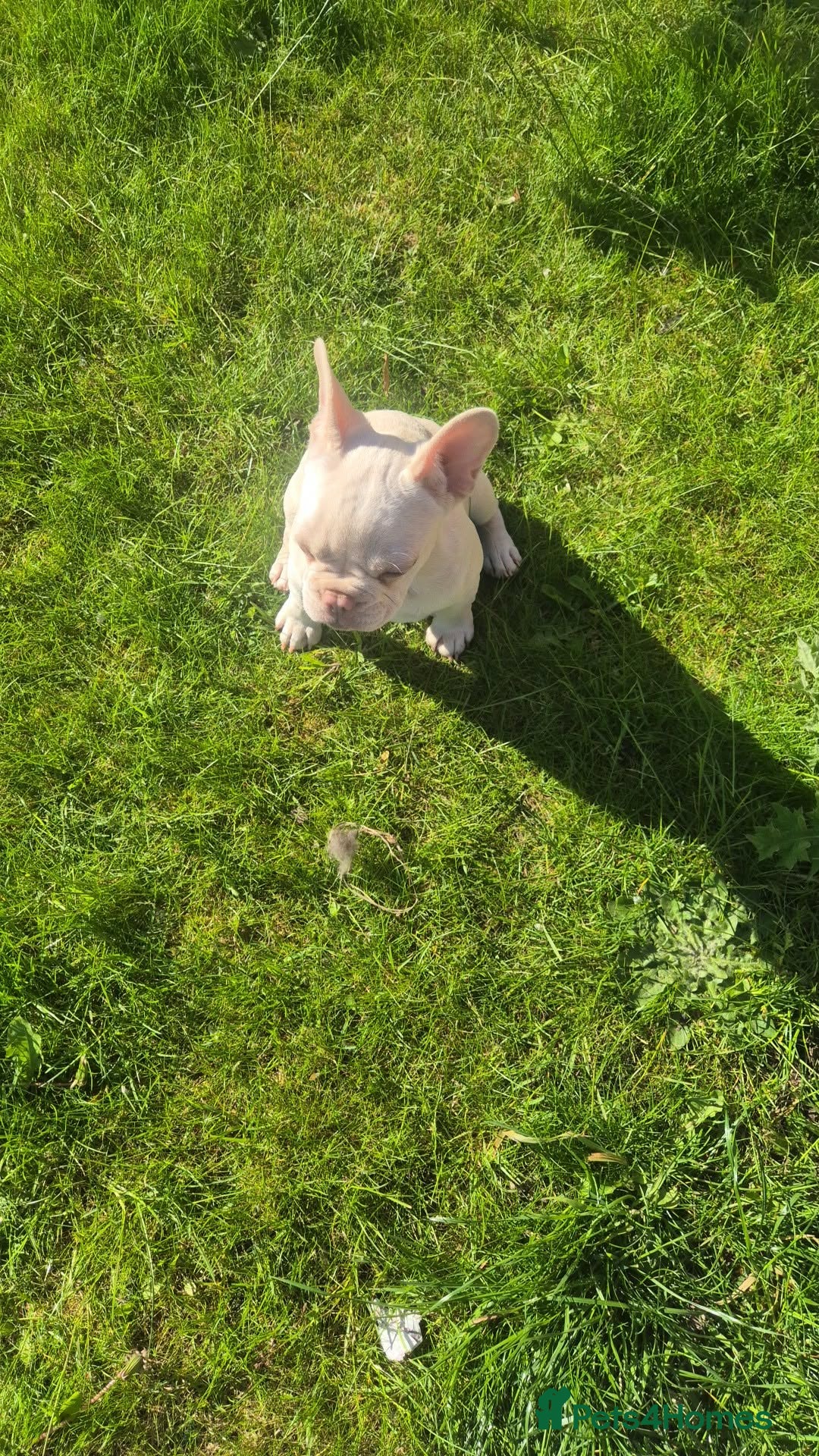 French Bulldog dogs for sale: Last female left French Bulldog Puppies  - Advert 3