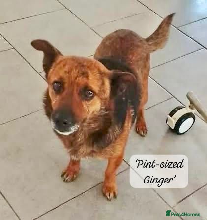 Mixed Breed dogs Tiny Gordon 6-7 kg  AVAILABLE FOR ADOPTION  - Advert 1