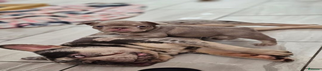 French Bulldog Puppy 3