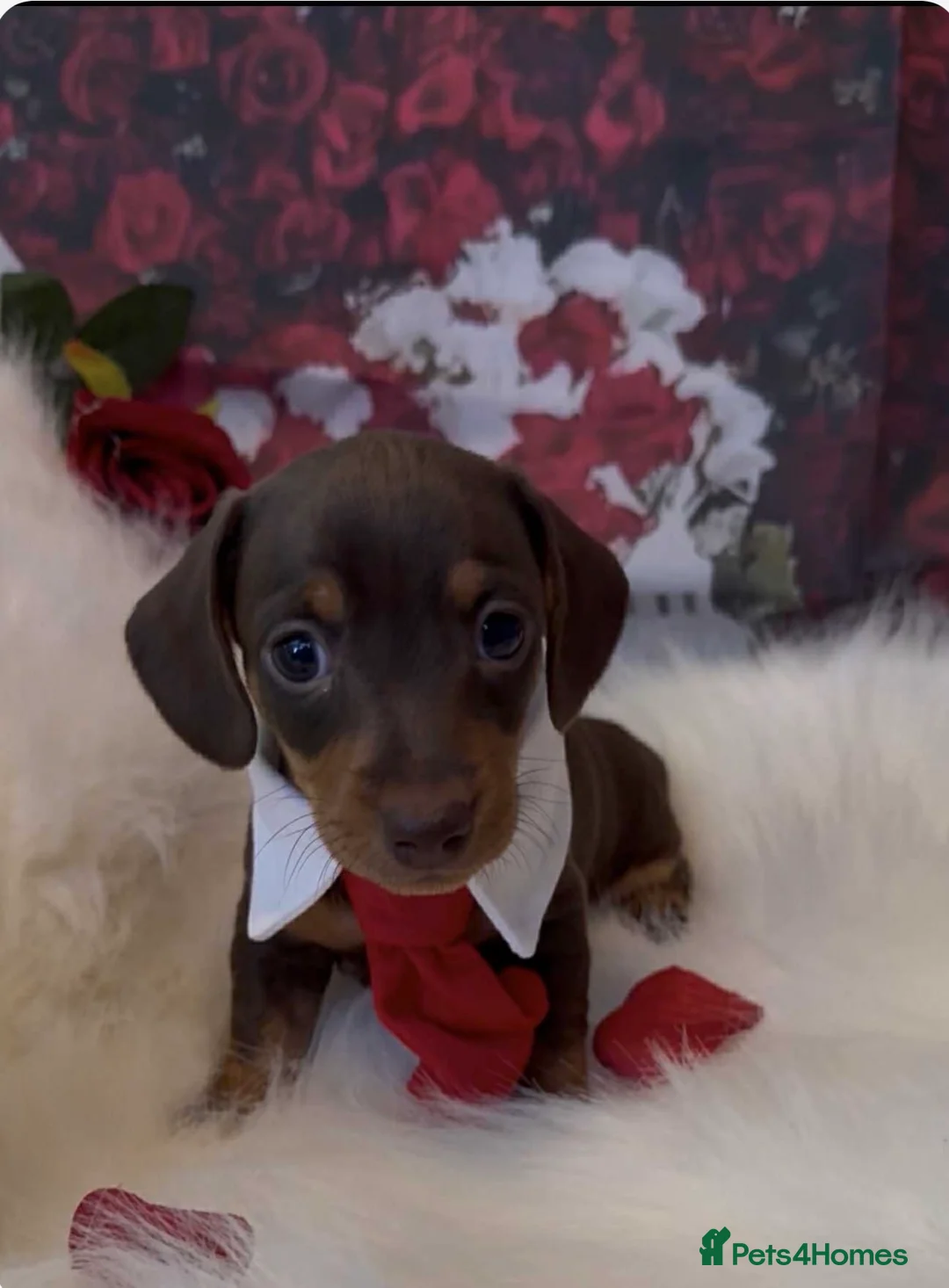 Dachshund dogs for sale: Kc registered miniature smooth daschunds  - Advert 8