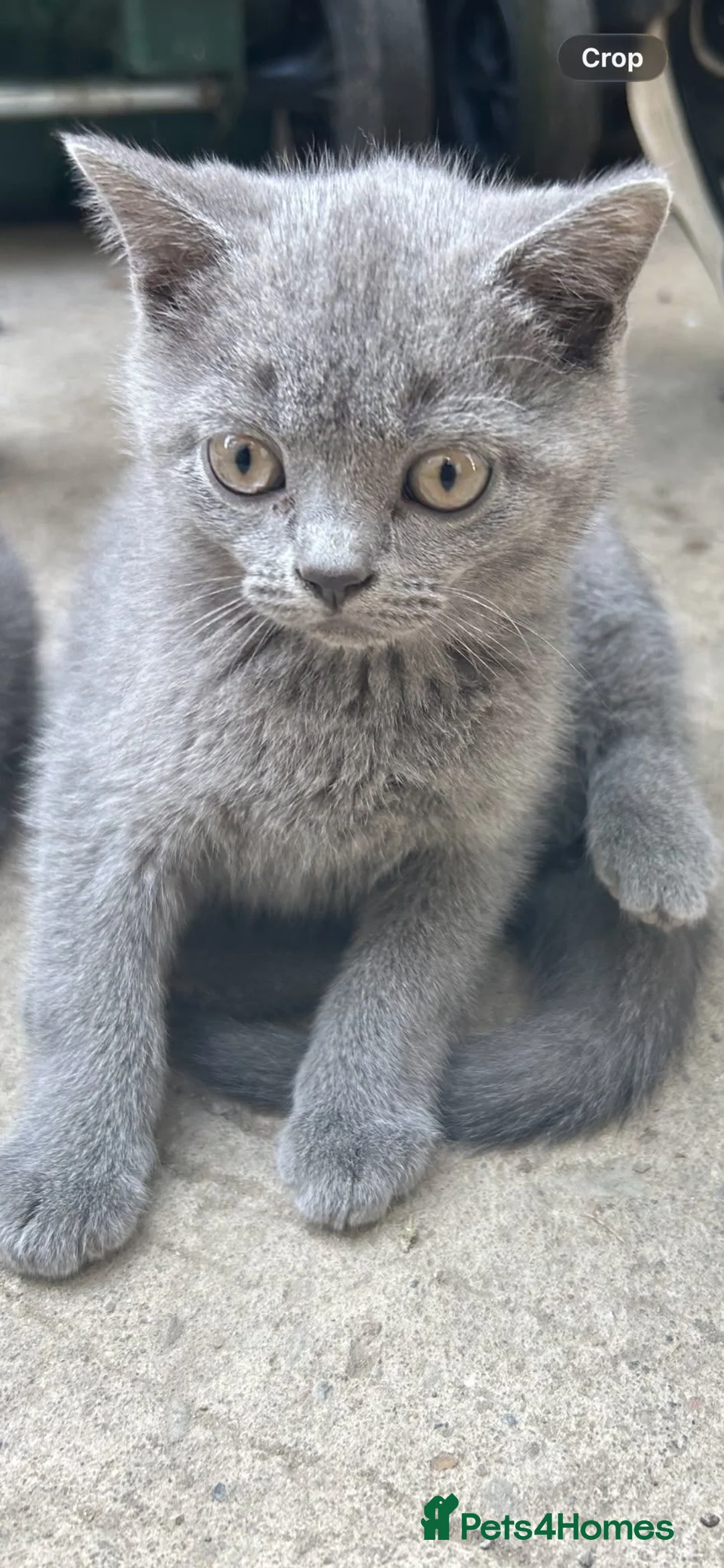 British Shorthair cats for sale: Beautiful British Shorthair Kittens in Bradford - Advert 2