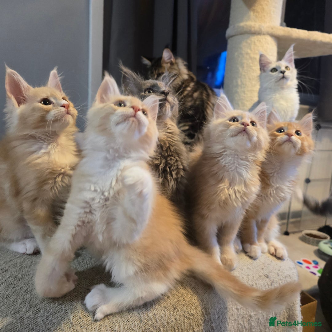 Maine Coon cats for sale: Ready now boys Mainecoon tica registered  - Image 18