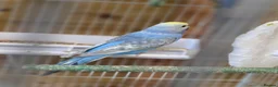 Budgerigars birds for sale: Gorgeous Baby Budgies  - Advert 3